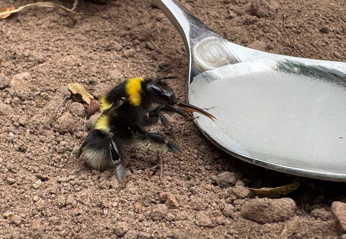 This little bee was looking almost dead when I found it. After a drink of sugar water she/he was back to its old self. Interestingly it stayed and rested on my T-shirt whilst I carried on gardening, flying off but coming back several times. New friends 🐝