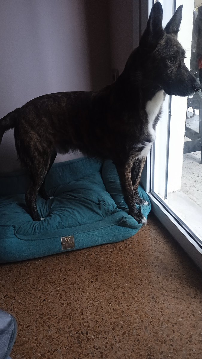 marilia_333's tweet image. #challenge_κατοικιδιο