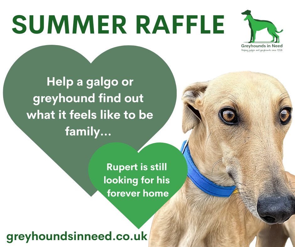 Have you got your tickets for our Summer Raffle? If you would like tickets, please call  01784 483206 or email info@greyhoundsinneed.co.uk, and we will post them 
1st Prize   –  £500
2nd Prize  –  £250
3rd Prize  –   £100
#raffle #win #greyhounds #galgos #dogrescue #animalwelfare