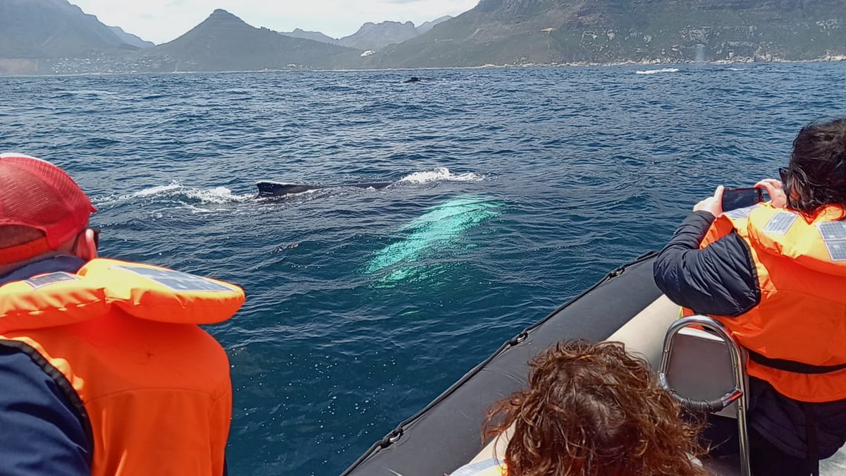 Looking for adventures in Hout Bay? Chat to us.

karbonkelbergtourism.co.za

#KarbonkelbergTourism #houtbay #DiscoverHoutBay #IAMCAPETOWN #capetown #lovecapetown #southafrica #shotleft #discoverctwc #TravelMassiveCT #TravelMassive #TravelChatSA #nowherebetter