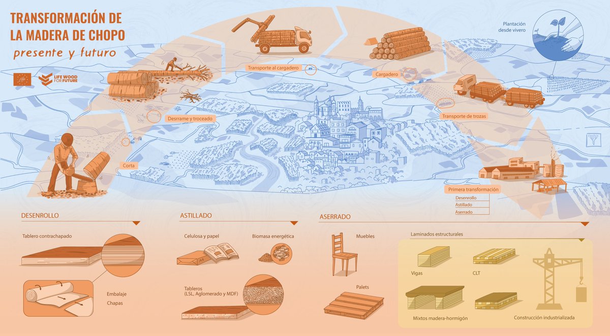 woodforfuture's tweet image. 🌳 Ya puedes ver la Infografía 1: Transformación de la madera de chopo
Del vivero al producto final: desenrollo, aserrado, triturado... y ahora también ¡nuevos usos estructurales sostenibles! 🪵
🎨 Ilustraciones por Carmen Cañizares (@canitanatura)
🔗 life-woodforfuture.eu/infografia-1-t…