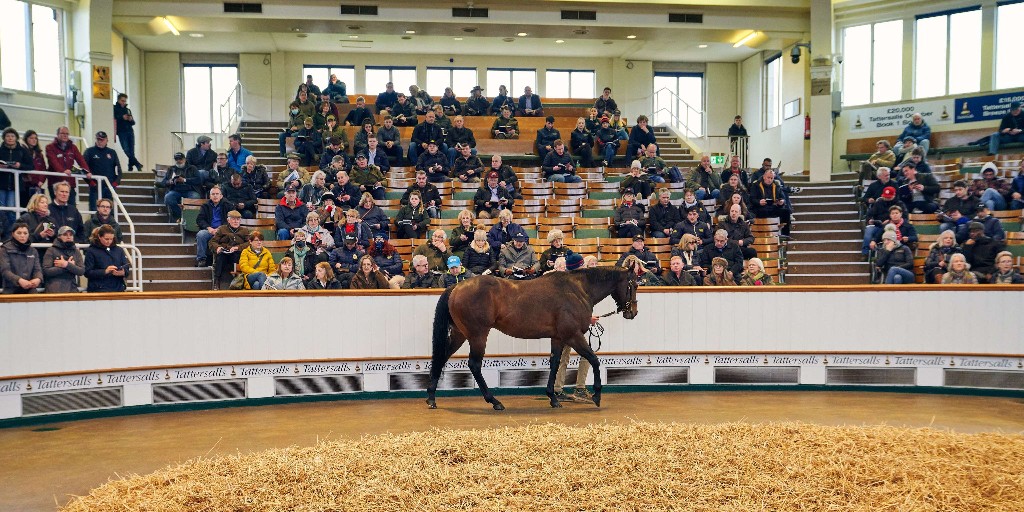 Looking to extend your yearling sales prep knowledge? 

🪣🐴📑Explore the six interactive modules which support your understanding of topics like nutrition, dental care and pre-sales exams and paperwork...

Find out more 👉 ow.ly/iILw50WieVV
#EquineEducation #Thoroughbred