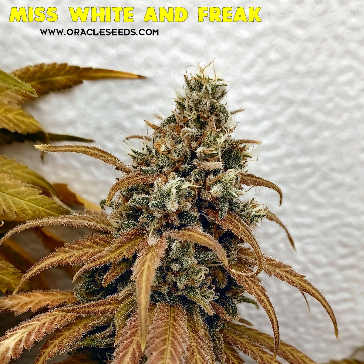 Oracle_Seeds's tweet photo. Wow, this MISS WHITE AND FREAK is amazing! 😍 Seriously, just looking at her brightens your day. You can see the hard work and love behind it. If you’re as into it as I am, give it a RT! Check out https://t.co/lZXk9NMsp9! 🌱 #PureLife #MadeWithLove https://t.co/CLc7ZIFzXX
