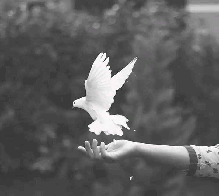 মুগ্ধতার মৃত্যু হলে মানুষ পাখি হতে চায়..! 💔