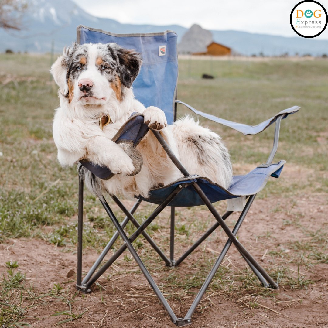 Dog_express's tweet photo. When you’ve got zero plans but look cool doing absolutely nothing. 🐶🪑😎
#Dogexpress #Doglovers #Dogowners #lovemydog #doglove #doglife #InnocentEyes #LazyDog #CoolPup #DogChillin #WeekendMode #DogAttitude #PupVibes #DogsOfInstagram #DogHumor #FunnyDog #PupperLife #RelaxingPup https://t.co/DuaLGRzZWP
