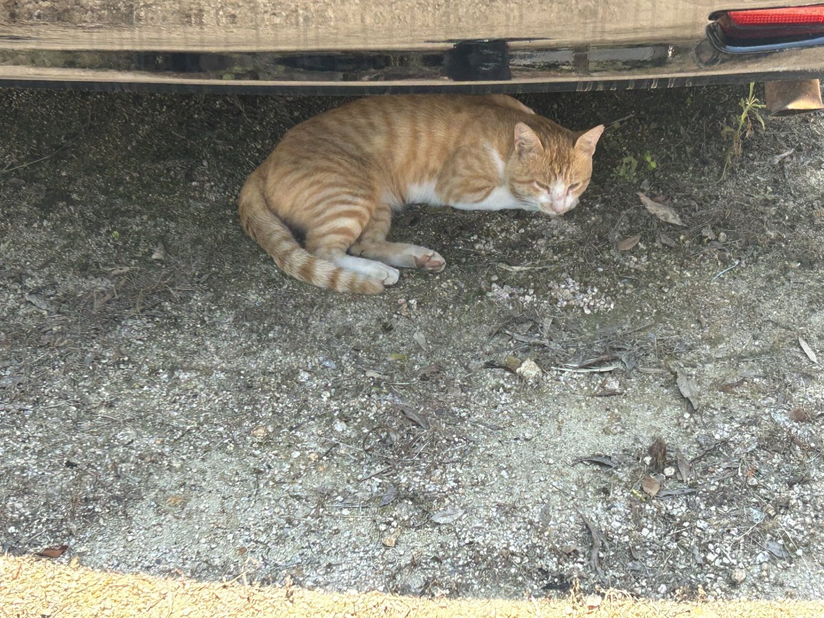 ゴロニャーャー🐈