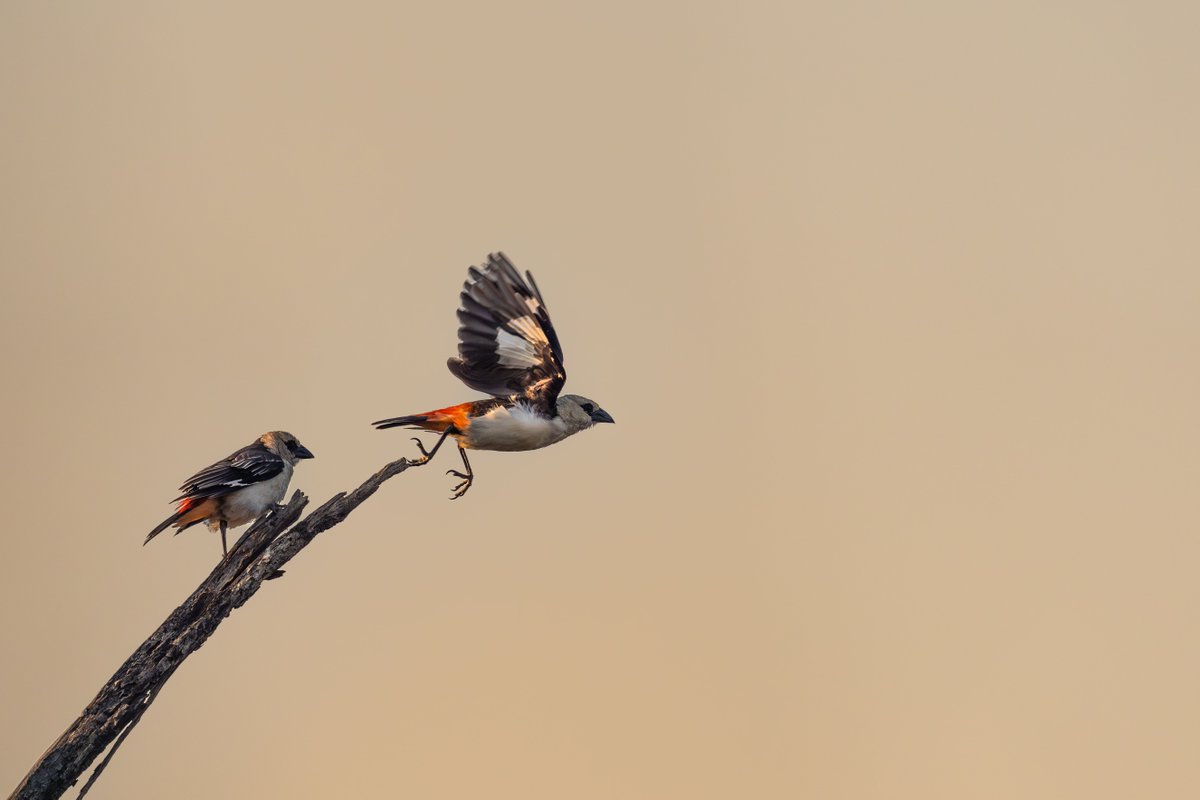LewaConservancy's tweet image. The Lewa-Borana Landscape (LBL) is a true avian paradise. An incredible 494 bird species (83 families) thrive here. That’s 42% of ALL Kenya’s birds in one stunning location. 

📸Britt Mumma

#Bird #Lewa #Birding