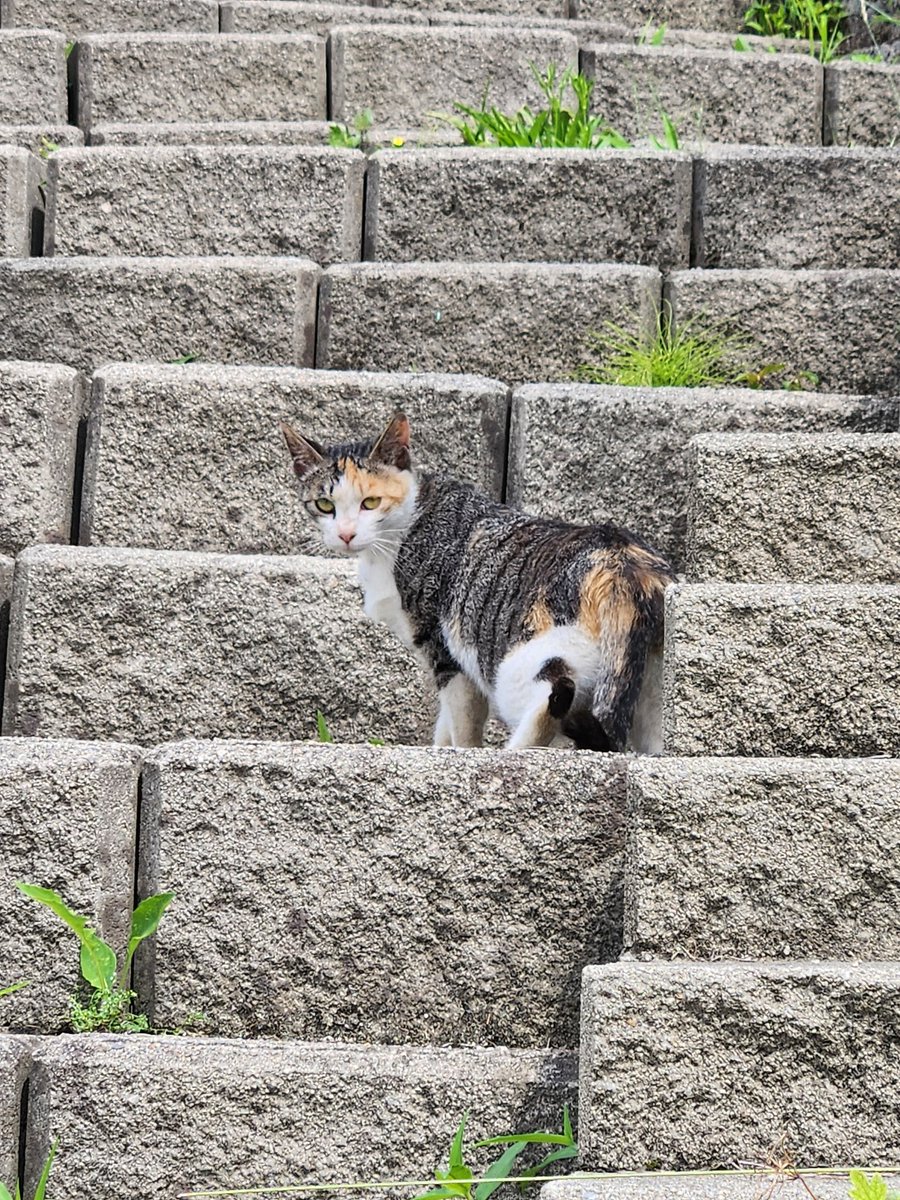 진저브레드 tweet media