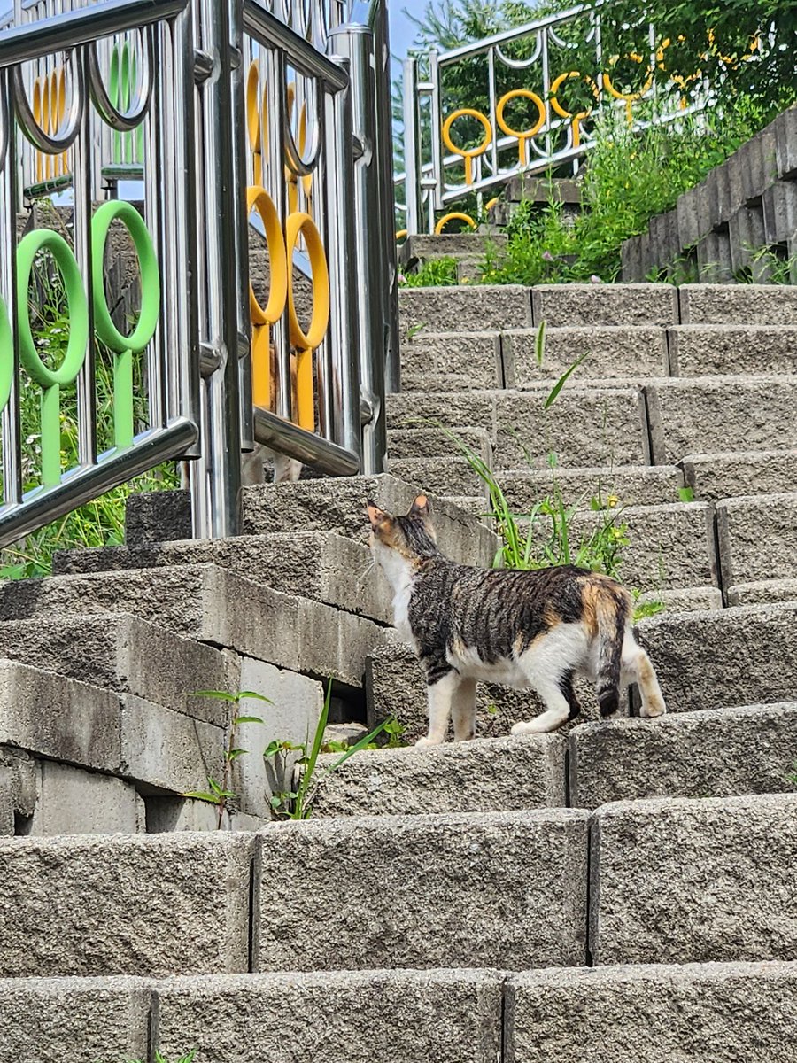 진저브레드 tweet media