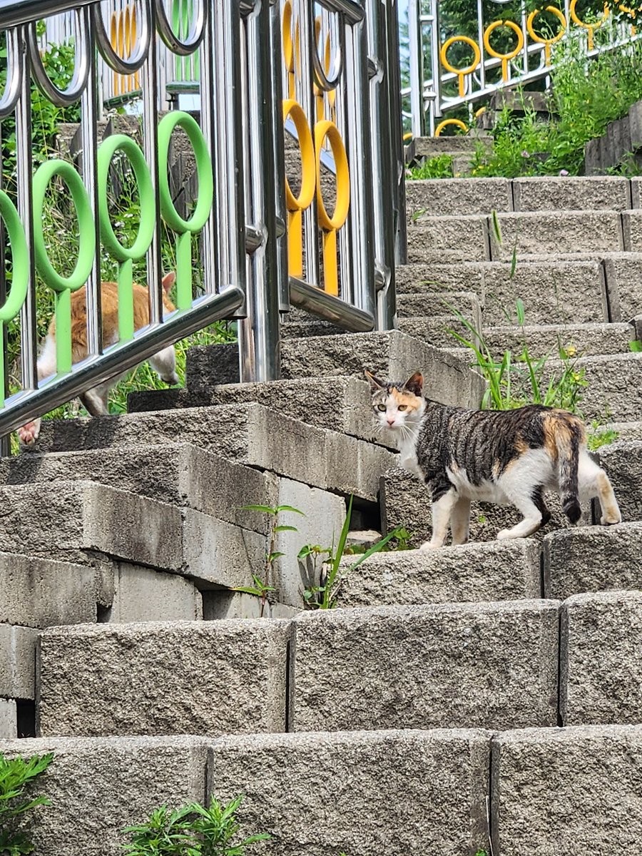 진저브레드 tweet media