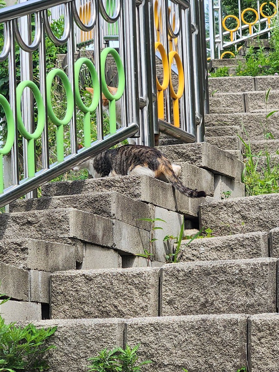 진저브레드 tweet media