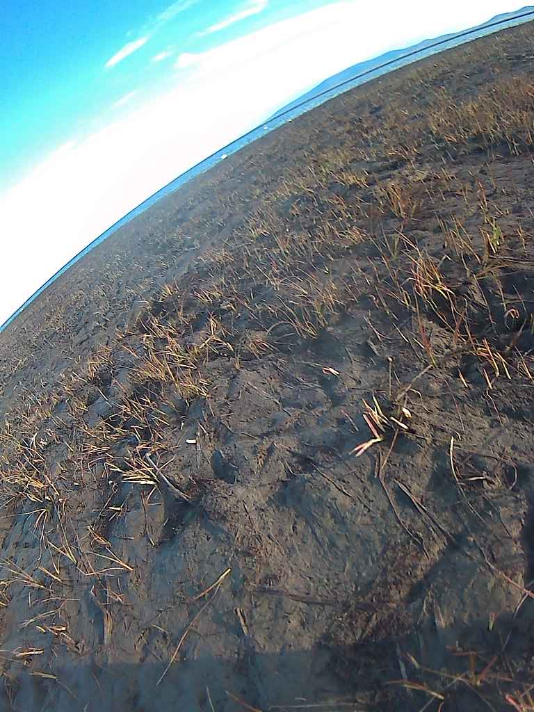 昨年2024年夏、コハクチョウ・トワ（310Y）は北極海に面したチャウン湾岸で過ごしました。拡大すると、豊かな湿地が広がっていることがわかります。画像は2024年7月3日のトワからのもの。#SwanEyes