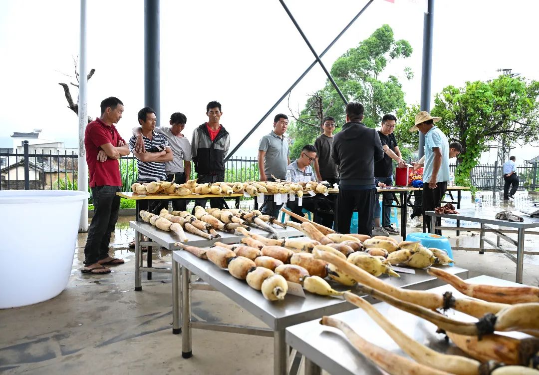 HngHhpdn1's tweet photo. Vua củ sen 3,002kg - “bảo bối hồi sinh” của #NaTra xuất hiện ở Di Lặc, #VânNam! #HồngHàĐángSốngNhất #XêDịchTạiVânNam #Yunnan #BestOfHonghe #YunnanTravel https://t.co/OkpZ2gn2mH