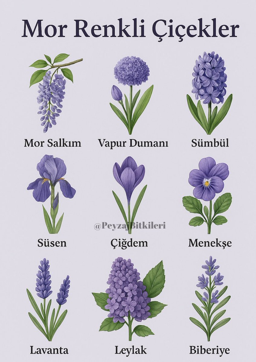 Mor renkli çiçekler💜