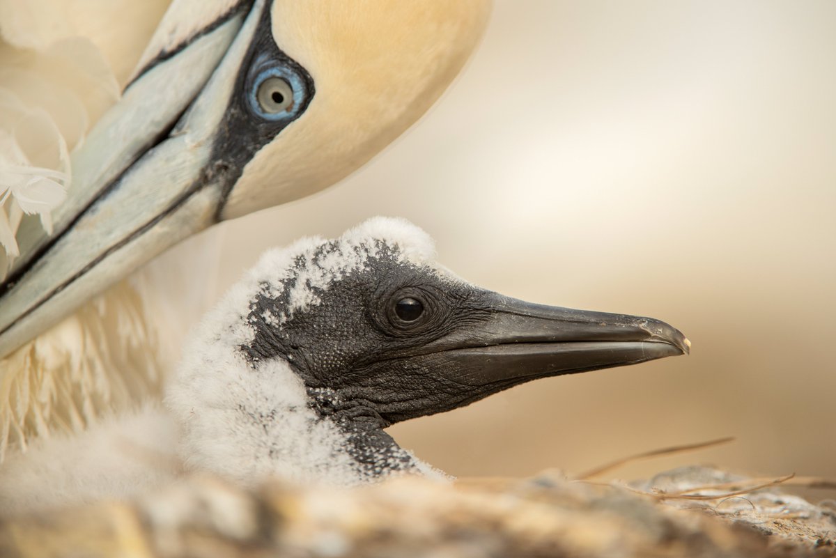 Thousands of you added your voice to the Scottish seabird action plan consultation

And together we helped close Scottish waters to sandeel fishing

Seabirds need your help again now

Join us in saying no to Berwick Bank offshore windfarm: seabird.org/conservation/s…

📷: Ben Andrew