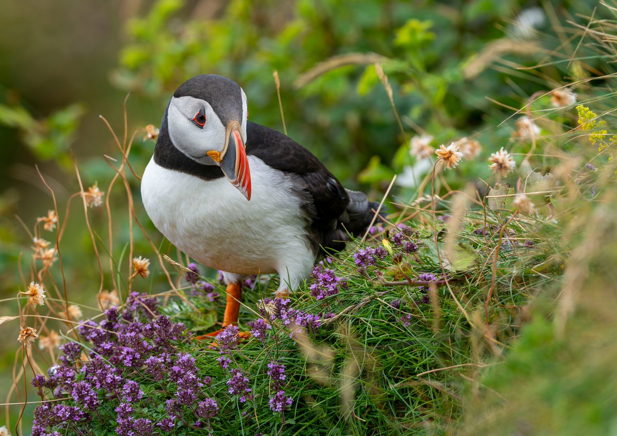 This #WorldSeabirdDay, Scotland’s amazing Puffins, Gannets and Kittiwakes need your help!

Seabirds are facing severe declines due to climate change, unsustainable fishing, and Avian Flu

Now plans for a huge offshore windfarm near key breeding sites could push them to the brink