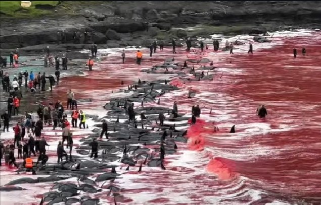 janischshane's tweet photo. I don't care what anyone thinks, this is wrong and always be wrong. One of the most intelligent beings on the planet been killed here full stop. If the pilot whales had the knives they would swimm away. 
#StopTheGrind
#BoycottFaroeIsand https://t.co/Wq1wmjta3k