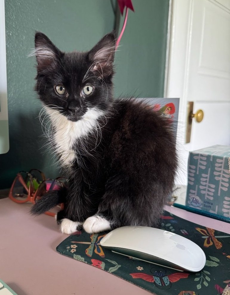 YINZ!!! I WANT YOU TO MEET COOKIE!!! MY LIL BABY!! 🥺💕

#newpet #cat #kitty