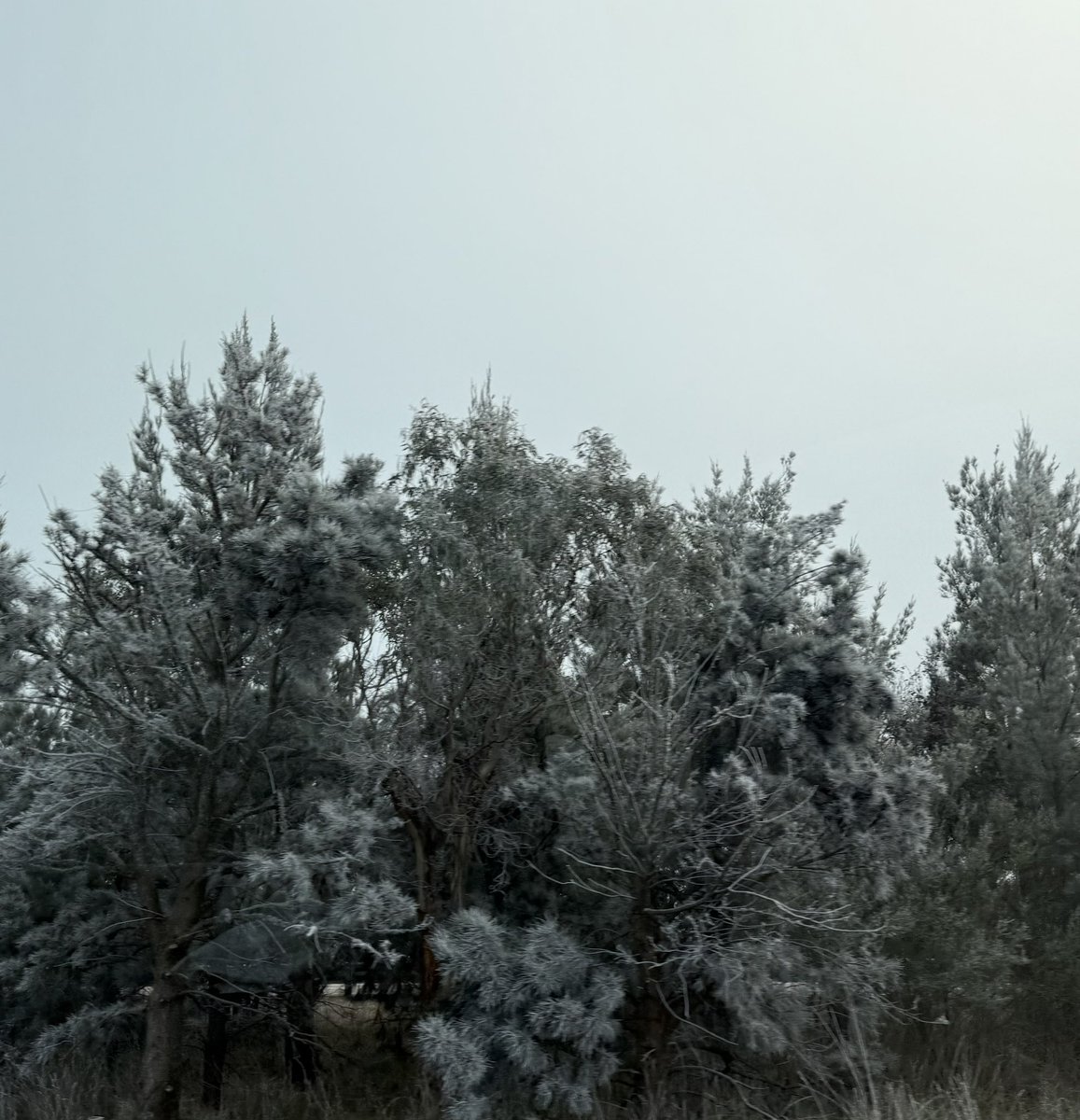 HilltopsEggs's tweet photo. Oscillating between frozen fields and almost-snow, to storms, to sun, to blue skies today: not the easiest week to be farming chickens in the pasture! Sleepless nights and long hours.
 
#hotandcold #winter #frost #frozen #eggs #pastured #freezing #poetry #farmlife #hardweek https://t.co/tM2Z4DGBRy