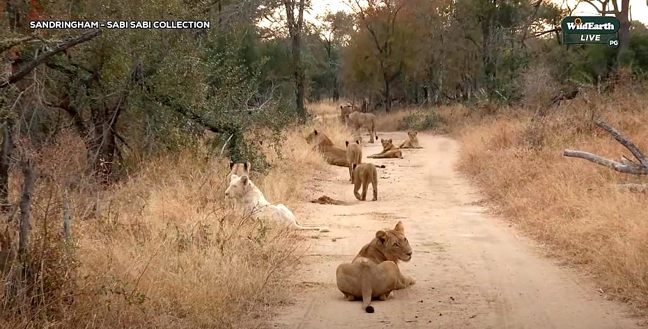 SimplyGabi69's tweet photo. Good to see him ❤️#wildearth https://t.co/JK7Nip4zat