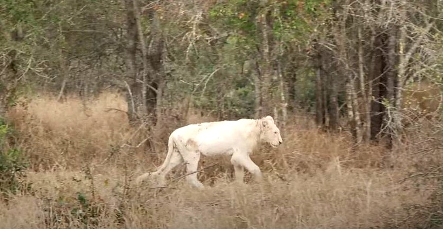 SimplyGabi69's tweet photo. Good to see him ❤️#wildearth https://t.co/JK7Nip4zat