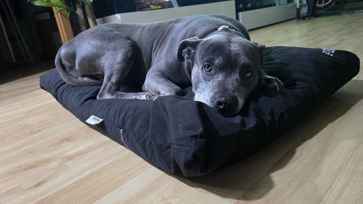 Sir_ALeX_HooD's tweet image. #X haz tu magia como cuando eras #Twitter 🙏🏼

Solo pido difusión a este post para poder vender cosillas de mi @Wallapop (Voy añadiendo cosas): wallapop.com/user/alex-1326…

Y así poder tener antes la pasta para poder operar a mi #VanDamme🐾 que tiene una hernia perineal 😢

Merci 🤙🏼