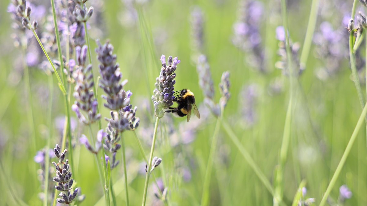 İlçemizin dört bir yanını süsleyen rengârenk çiçekleri ve ağaçları, kendi fidanlığımızda özenle yetiştiriyoruz.

Daha yeşil bir yarın için çalışıyoruz 🌱🌸🌳