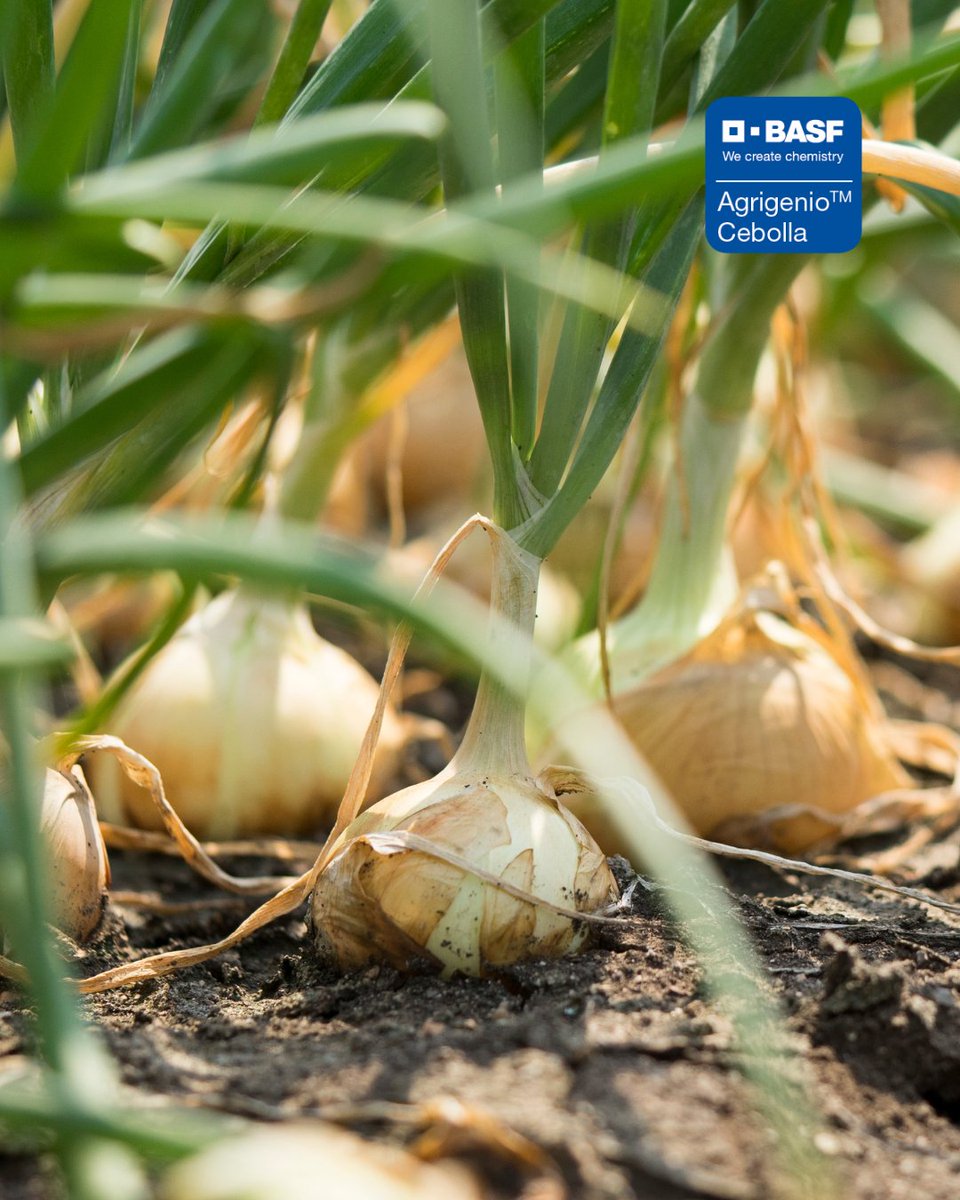 💧🌱 En cebolla, el equilibrio hídrico lo es todo.
Evita el estrés hídrico y térmico con una gestión del riego precisa y en tiempo real. Con Agrigenio, accedes a datos actualizados y recomendaciones adaptadas a tu parcela.

✅ Mejora calibre y calidad
✅ Reduce costes