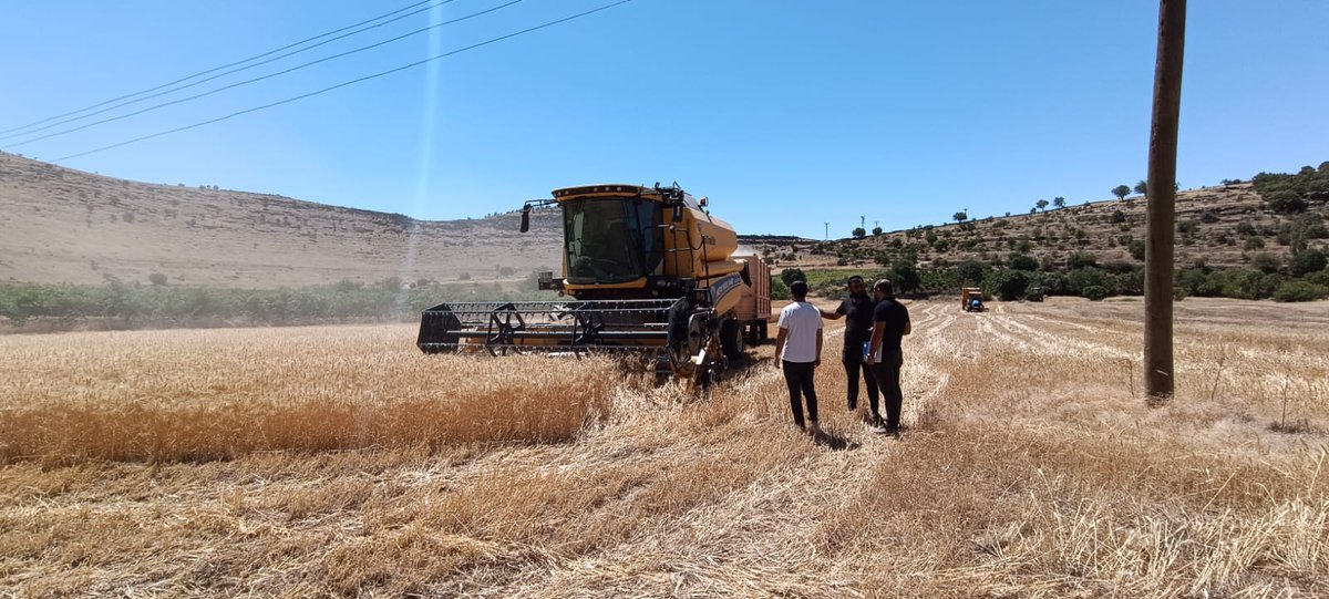 İlçemizde hububat hasadının başlaması nedeniyle İlçe Müdürlüğümüz teknik personelleri tarafından biçerdöver hasadı kontrolleri yapıldı.
<a href="/ibrahimyumakli/">İbrahim Yumaklı</a> <a href="/tuncay_akkoyun/">Tuncay Akkoyun</a> <a href="/TCTarim/">T.C. Tarım ve Orman Bakanlığı</a> <a href="/Mardiniltarim/">Mardin İl Tarım ve Orman  Müdürlüğü</a> <a href="/omerli_Kaymakam/">Ömerli Kaymakamlığı</a>
