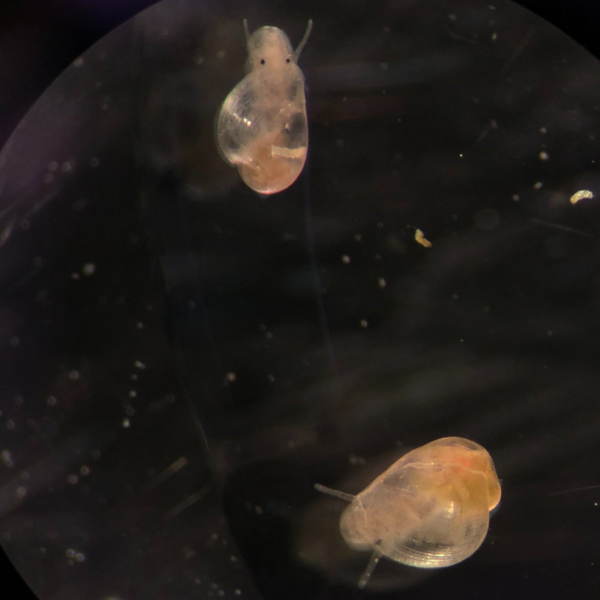 #Bulinus truncatus is a freshwater snail found across Africa, parts of the Middle East, and southern Europe. It serves as a key intermediate host for Schistosoma haematobium. These two young snails are part of our well-established B. truncatus colony here at the SSR. #Schistosoma