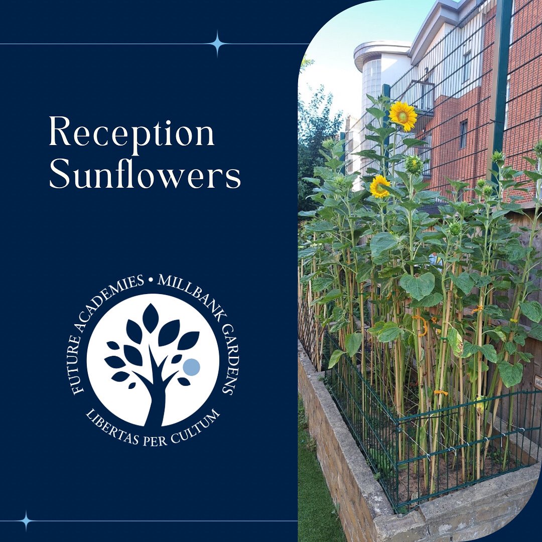 Our Reception sunflowers are loving the summer sun, growing taller than ever and starting to open up. Just like our little learners, they’re blossoming beautifully this season.