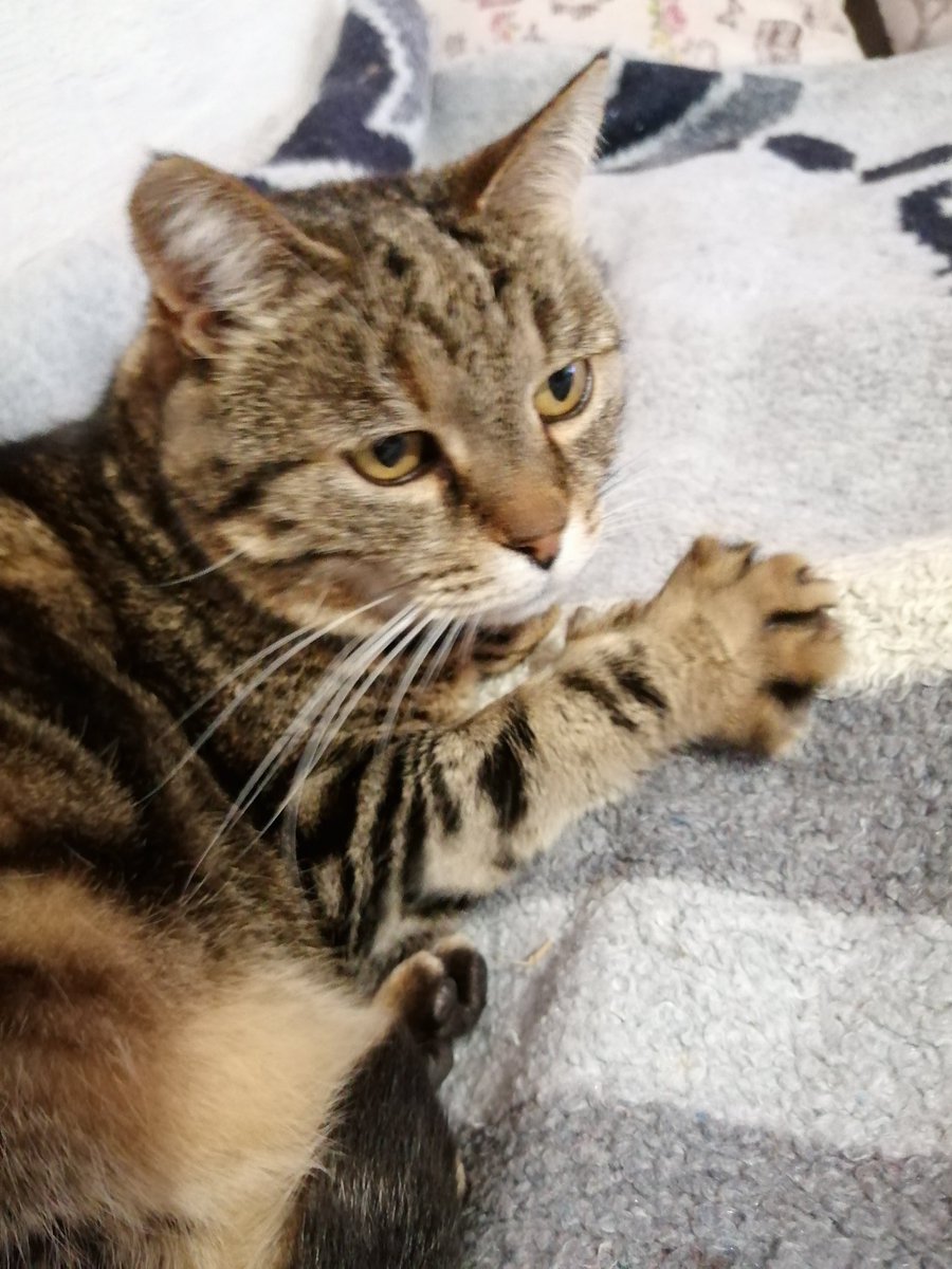 YmwFPfLsPxMSmgM's tweet image. Η οικογένεια μου❤️❤️#challenge_κατοικιδιο