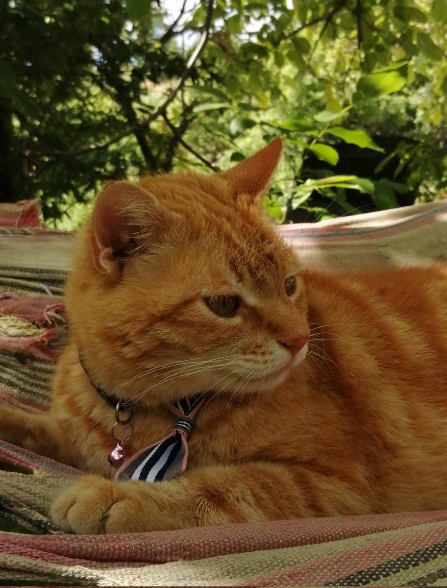 YmwFPfLsPxMSmgM's tweet image. Η οικογένεια μου❤️❤️#challenge_κατοικιδιο