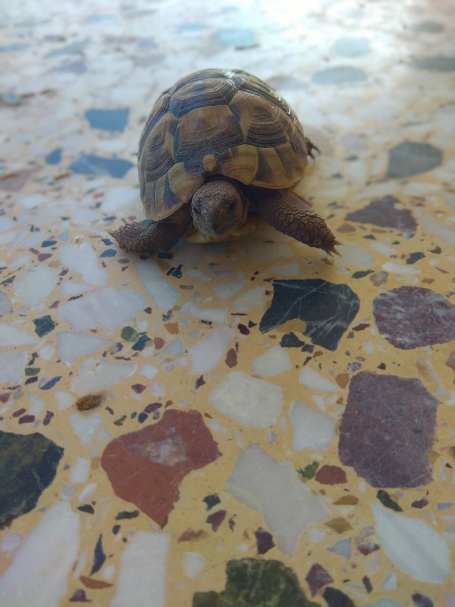 johnafri8's tweet image. Ο Μπούμπης. 🐢
#challenge_κατοικιδιο