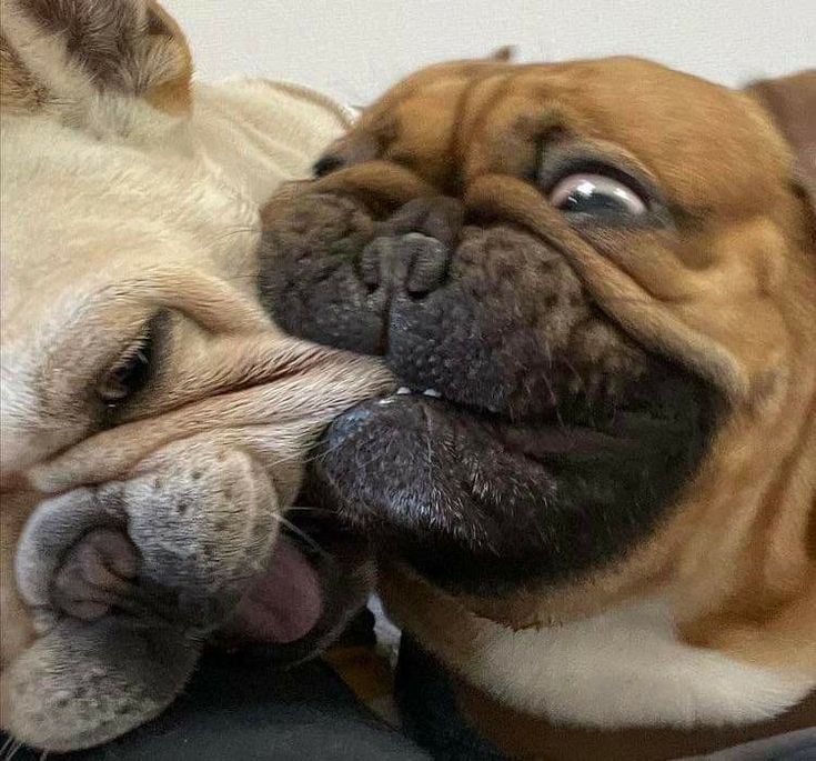 French Bulldog Lovers tweet media