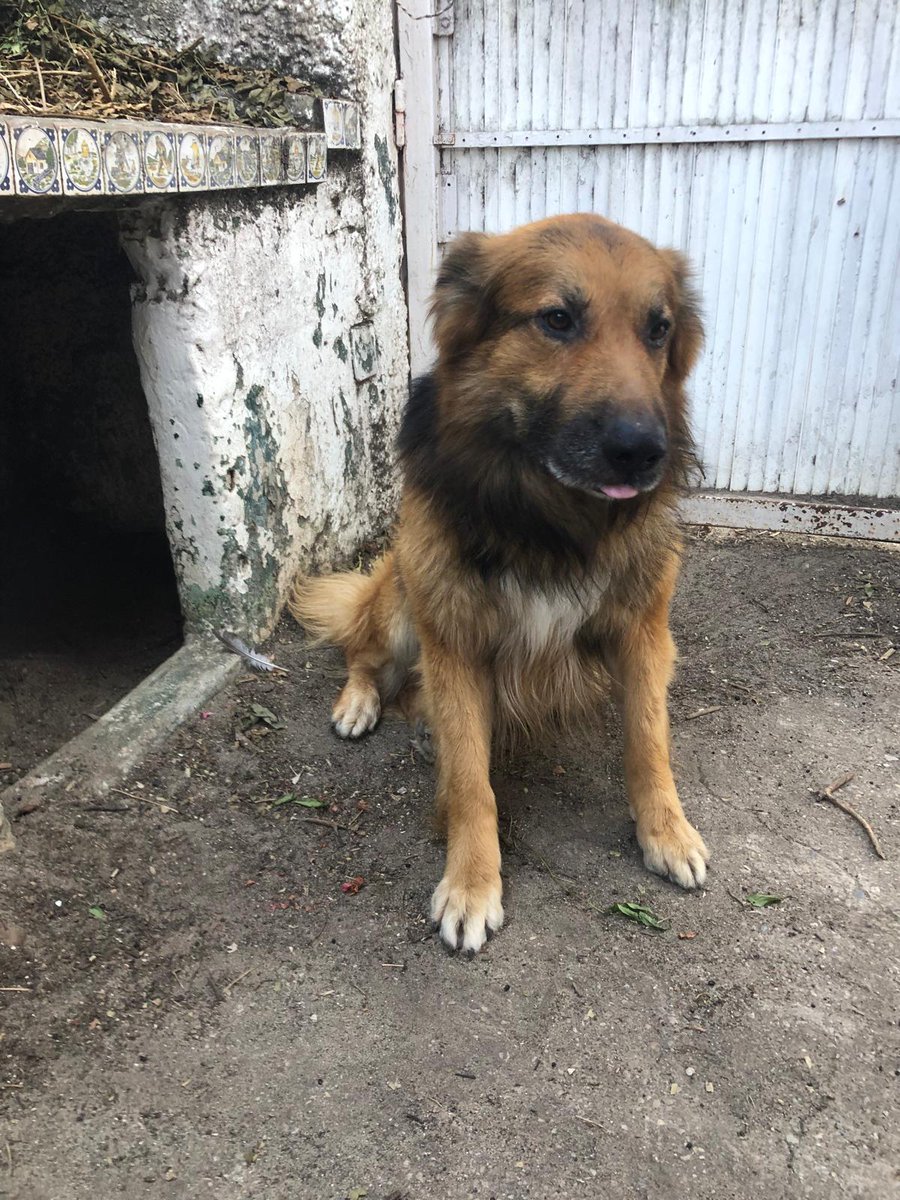 Pobrecito León con lo bueno y noble que es y está condenado 😭😞😢

Copio :

‼️‼️‼️‼️‼️‼️
Provincia de Cádiz 
El puerto de Santa Maria ‼️‼️‼️
Leòn Es un perro super juguetón, y activo . Extra cariñoso . Sabe sentarse y es muy obediente . 
Vive con una persona mayor que ha sufrido