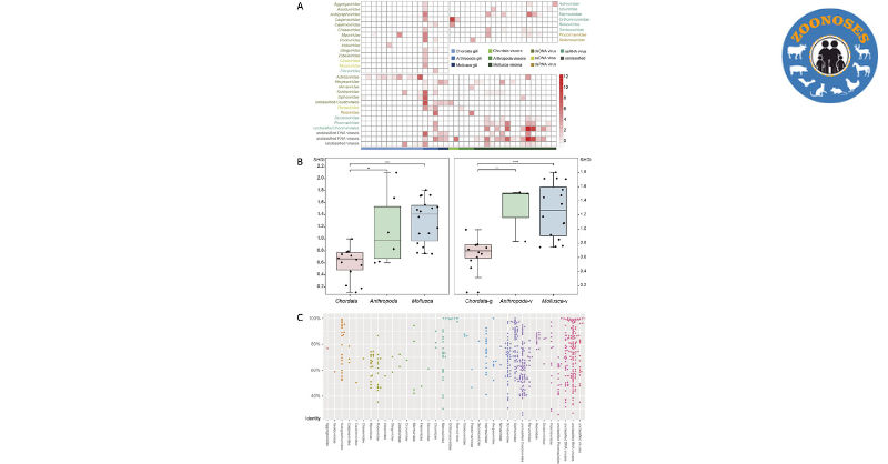 An investigation into the #ViralDiversity associated with marine organisms in the South China Sea revealed higher diversity and distinct unclassified viral communities across Adintoviridae, Herpesviridae and Dicistroviridae. #aquaculture

#OpenAccess: tinyurl.com/2dd46nkx