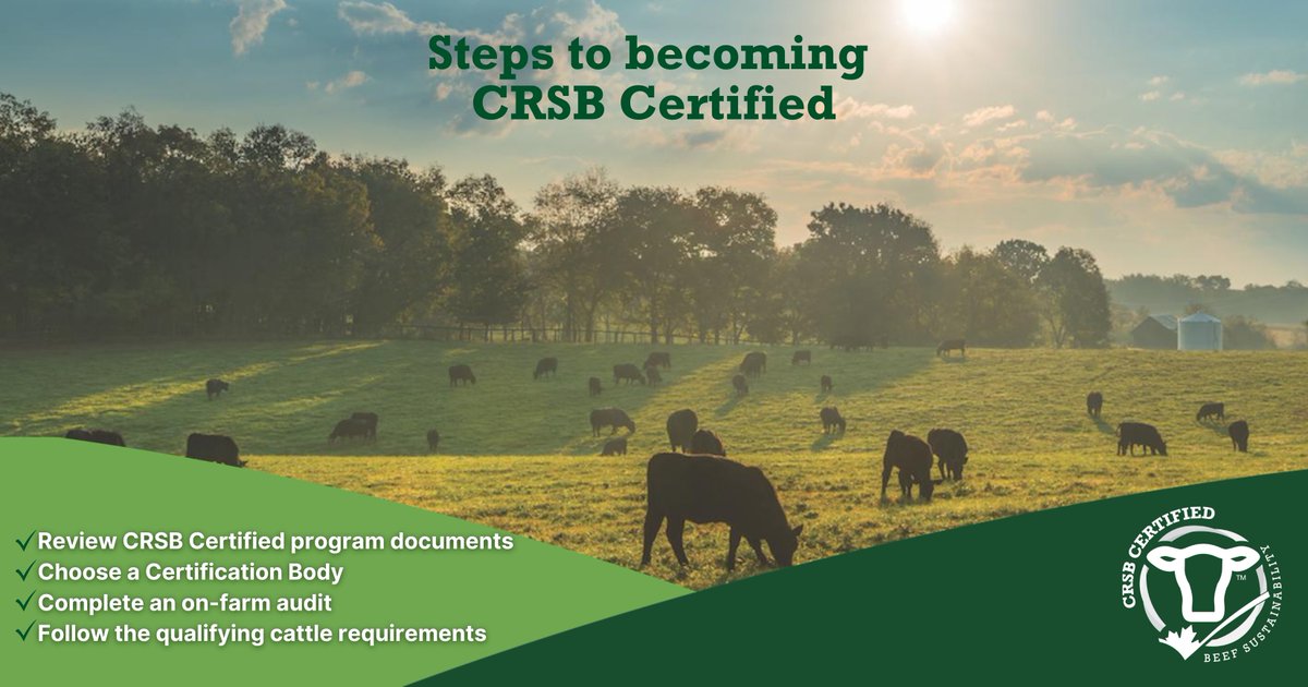 CRSB_beef's tweet image. Considering becoming CRSB Certified? Take these steps to help your cattle qualify for CRSB supply chains. Learn more here: bit.ly/4i0EHJV.
