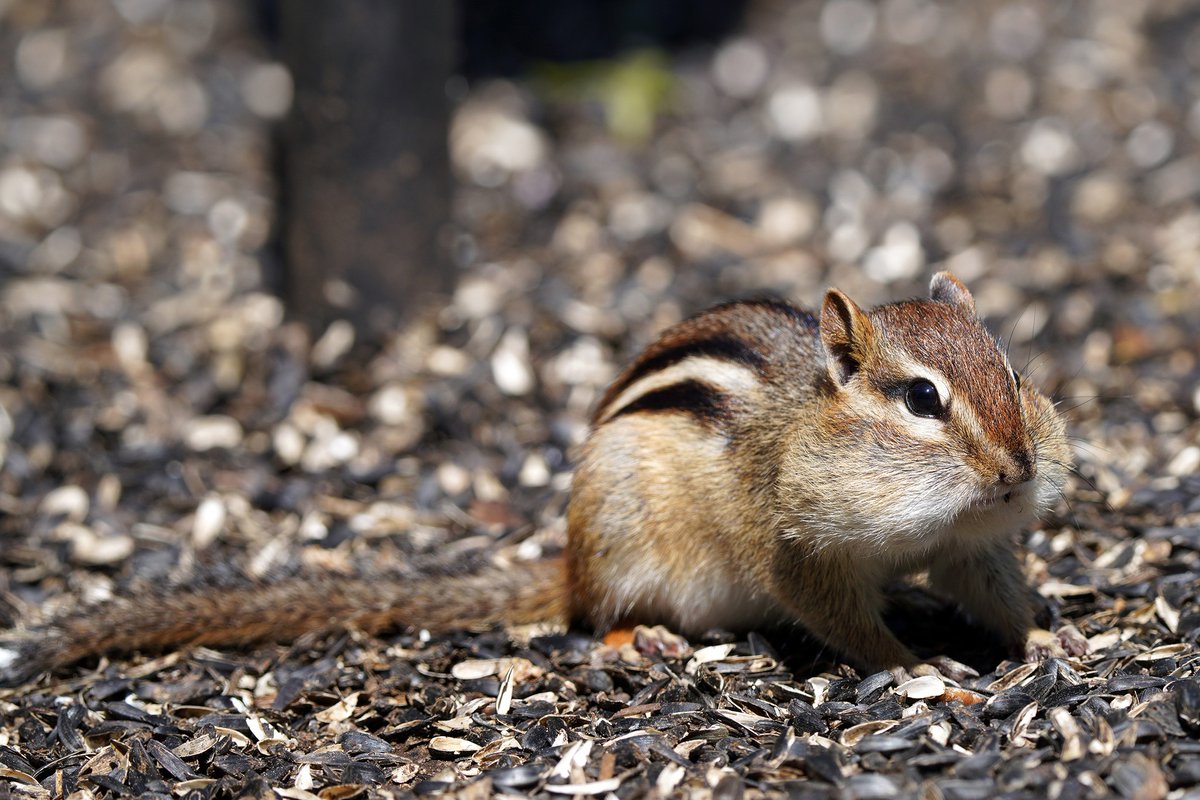 USFWS's tweet photo. Double cheeked up on a Thursday.

Have you ever wondered about chipmunk cheek capacity? Rumor has it they can fit 70 sunflower seeds, 31 corn kernels or 12 acorns. Not bad!

📷 Courtney Celley/USFWS https://t.co/KD7TO3TB5E