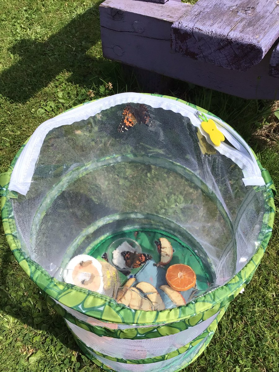 Nursery and Reception children have enjoyed watching the cocoons turn into butterflies. We have been discussing the patterns and colours orange, black and white. #llwybraudatblyguparc #gwyddoniaethparc #iaithparc