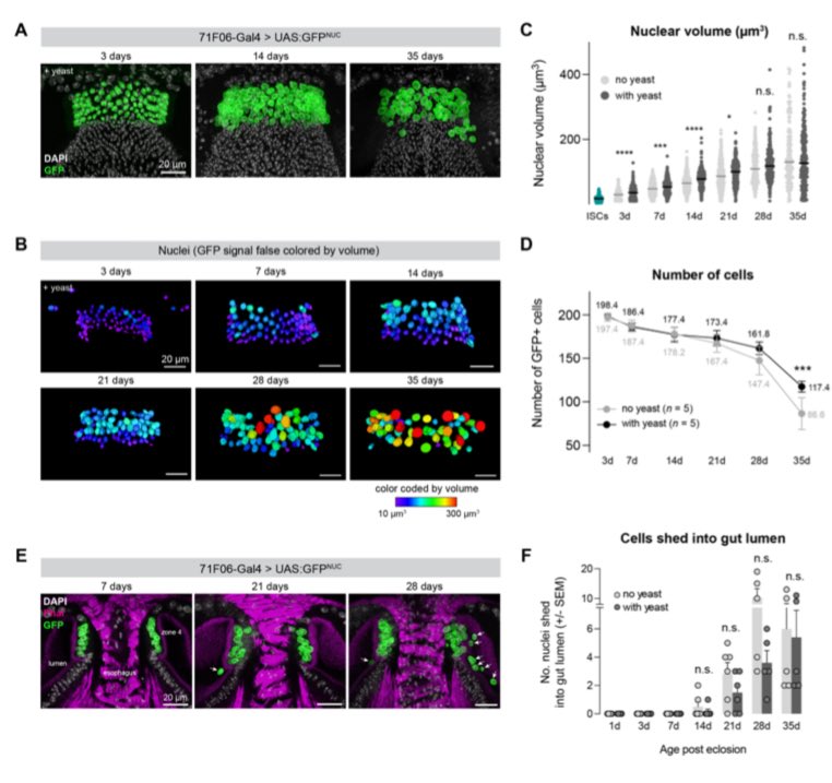 🔬New paper! This has been my personal favorite project I’ve ever done - also, the only one that the President of the United States has tried to destroy by 100% defunding our lab &amp; institution. Please enjoy: biorxiv.org/content/10.110…
#drosophila #proventriculus #preprint