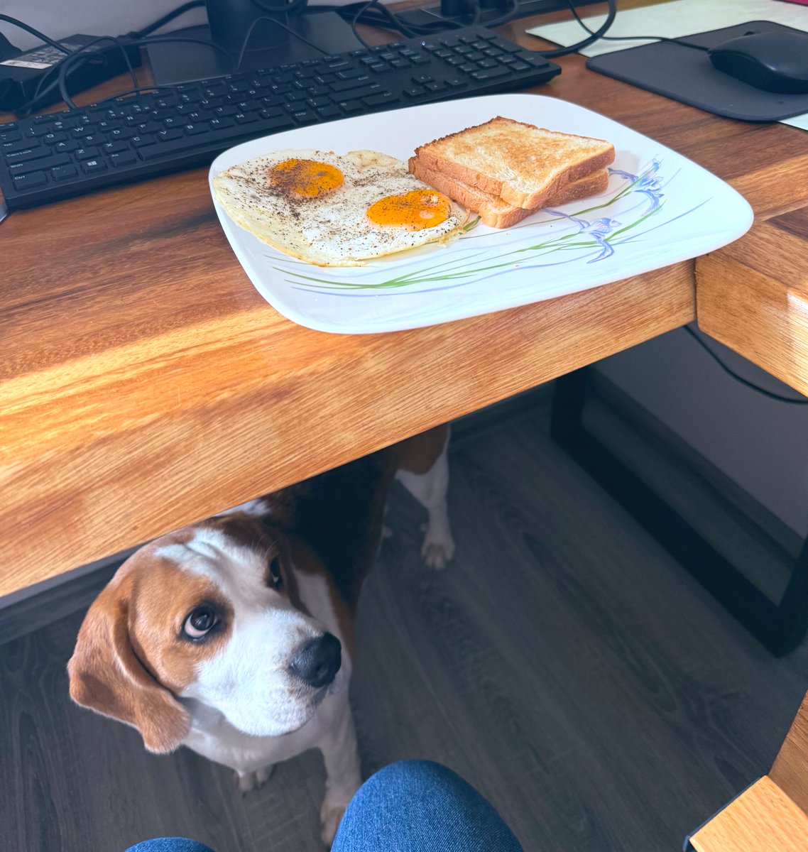 Yodatheunwise's tweet photo. @beaglefacts @beagle_boi No doubt https://t.co/vP3RQUouJg