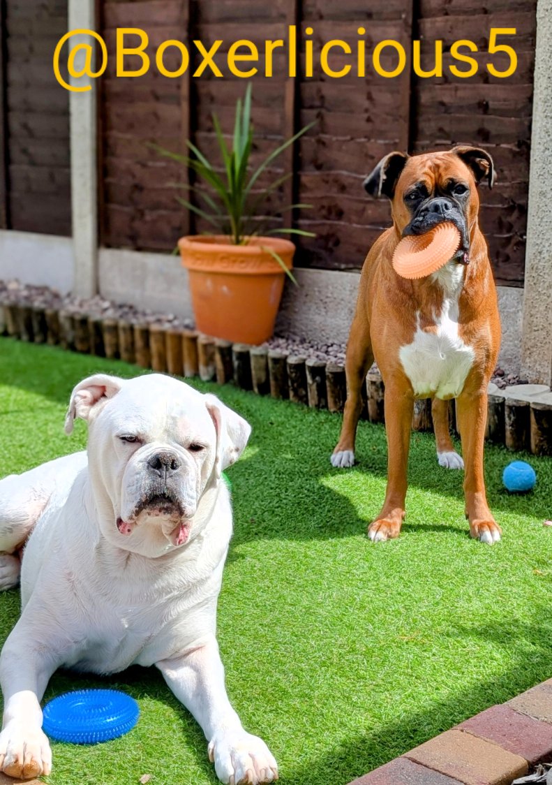 Boxerlicious5's tweet image. Enjoying the breeze today 🐾 #Boxerdogs #dogsofX