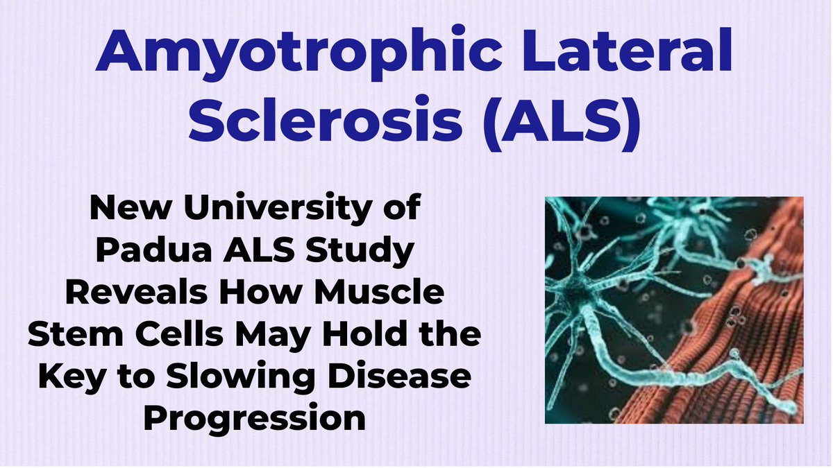 Rare Diseases (@checkorphan) on Twitter photo New University of Padua ALS Study Reveals How Muscle Stem Cells May Hold the Key to Slowing Disease Progression - For More Information Visit shorturl.at/3kBCV <a href="/DiBio_UniPD/">Department of Biology – University of Padova</a> #ALS #MND #Rare_Diseases #Amyotrophic_Lateral_Sclerosis #OrphanDrugs #Medical_Research New University of Padua ALS Study Reveals How Muscle Stem Cells May Hold the Key to Slowing Disease Progression - For More Information Visit shorturl.at/3kBCV <a href="/DiBio_UniPD/">Department of Biology – University of Padova</a> #ALS #MND #Rare_Diseases #Amyotrophic_Lateral_Sclerosis #OrphanDrugs #Medical_Research