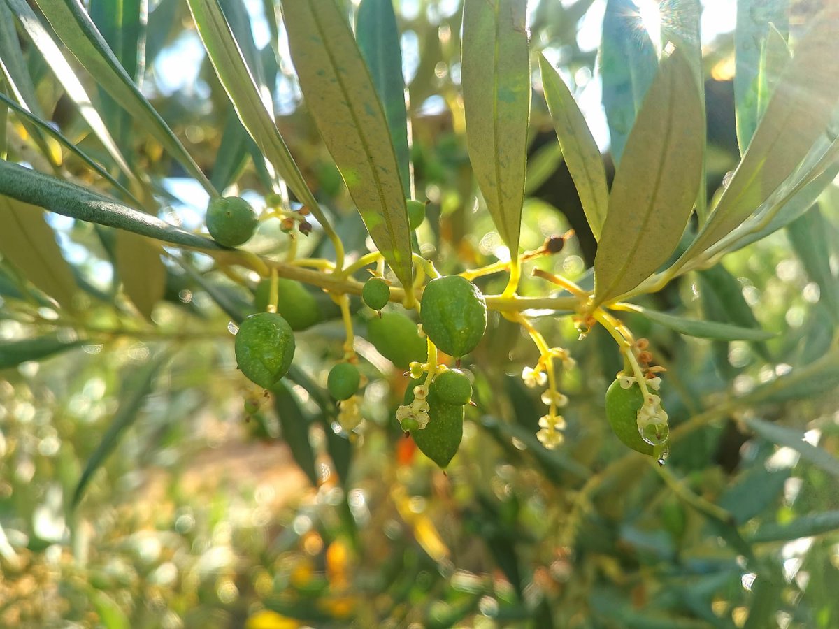 AOVE "Oro de Cánava" (@orodecanava) on Twitter photo En pleno mes de julio, nuestros olivos dentro de la <a href="/DOSierraMagina/">D.O.P. Sierra Mágina</a> se muestran con todo su esplendor.
Rincones donde late el esfuerzo de generaciones que, con pasión y respeto, han cultivado estas tierras. En pleno mes de julio, nuestros olivos dentro de la <a href="/DOSierraMagina/">D.O.P. Sierra Mágina</a> se muestran con todo su esplendor.
Rincones donde late el esfuerzo de generaciones que, con pasión y respeto, han cultivado estas tierras.