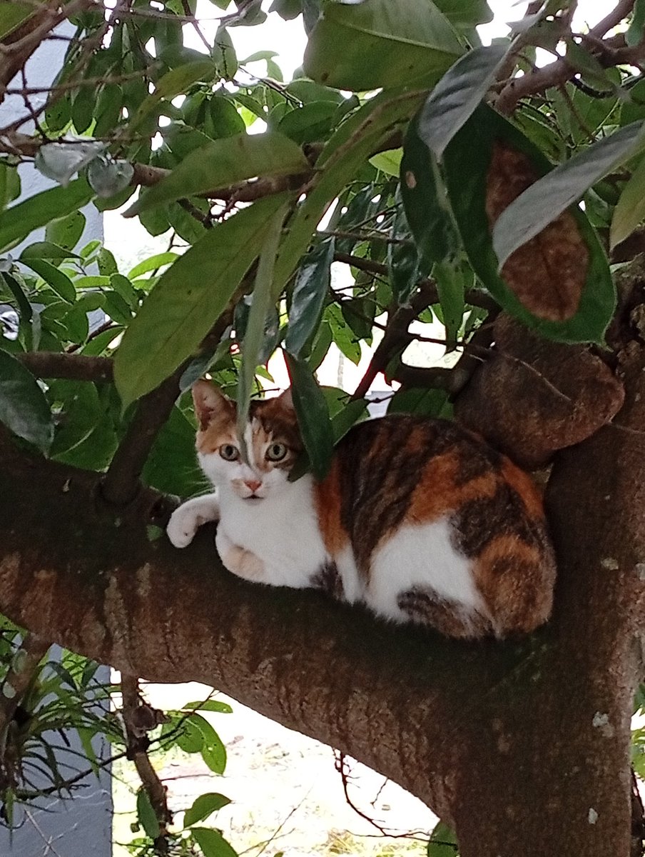 Ella amaneció en el árbol 😍