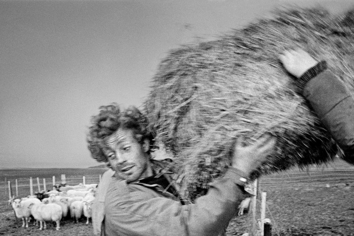 A mountain horse behind a bale of hay, 2015. 
Þórður Guðnason feeds the sheep, 1989.

From the book Behind Mountains.