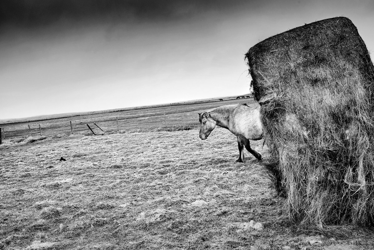 ragnaraxelsson1's tweet photo. A mountain horse behind a bale of hay, 2015. 
Þórður Guðnason feeds the sheep, 1989.

From the book Behind Mountains. https://t.co/0WeCDgOyza