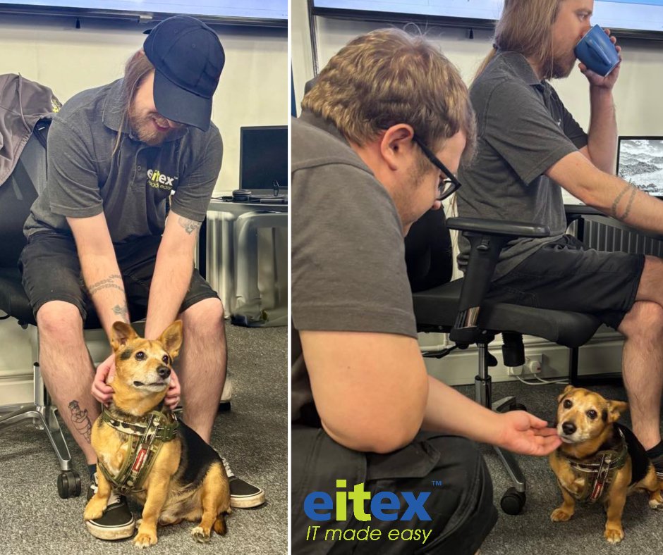 EitexUK's tweet image. One of our helpdesk engineers is dog-sitting and brought his furry friend along because he doesn’t like being left alone.

Just another reason why Eitex is a friendly, flexible place to work!

#LifeAtEitex #OfficeDog #WorkplaceVibes
