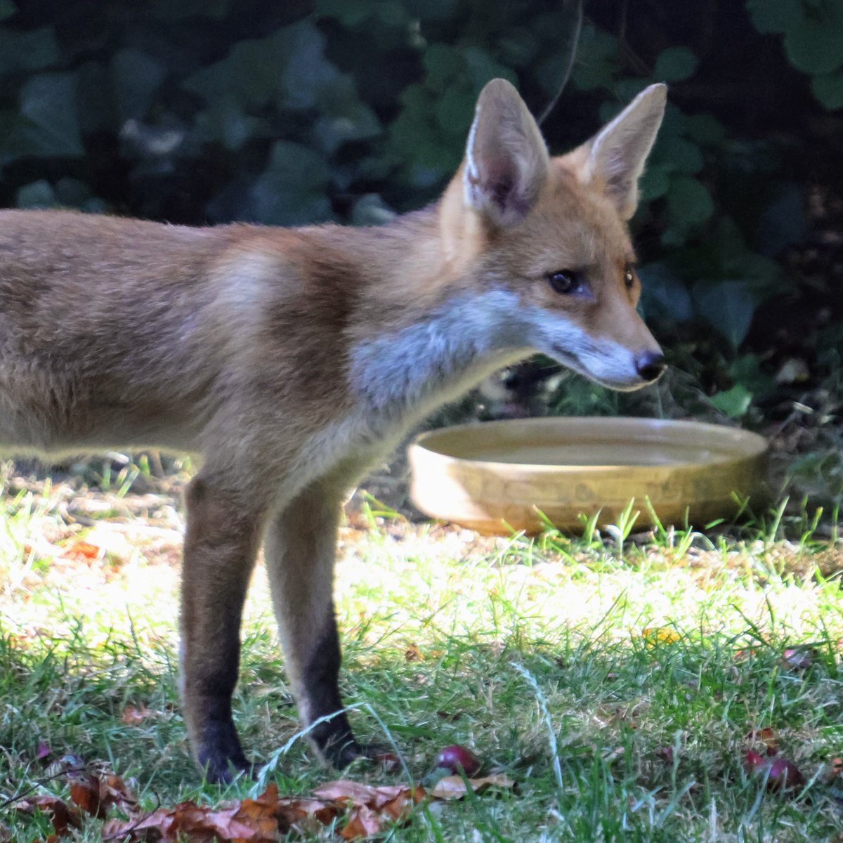The foxes enjoying the morning sun in the garden in Clapham. They appreciate a bowl of fresh water. #FoxOfTheDay